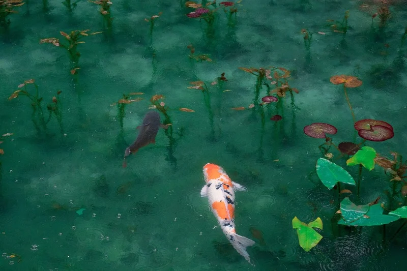 fish swimming in green water